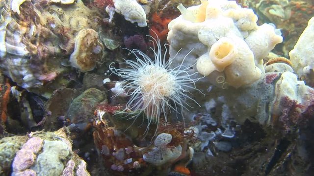 scuba diving course underwater naturalist Zeeland Scharendijke pipe fish sea anemone crab shrimp