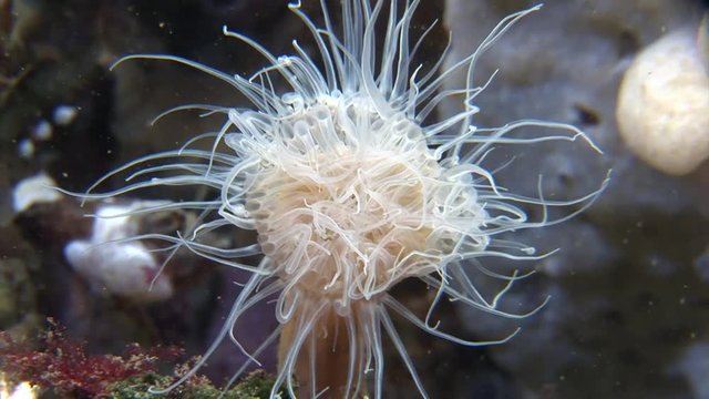 scuba diving course underwater naturalist Zeeland Scharendijke pipe fish sea anemone crab shrimp