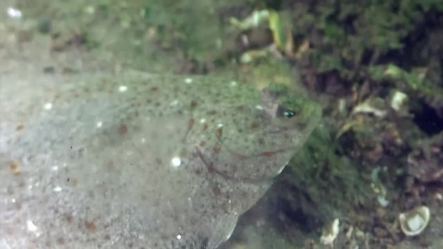 scuba diving course underwater naturalist Zeeland Scharendijke pipe fish sea anemone crab shrimp
