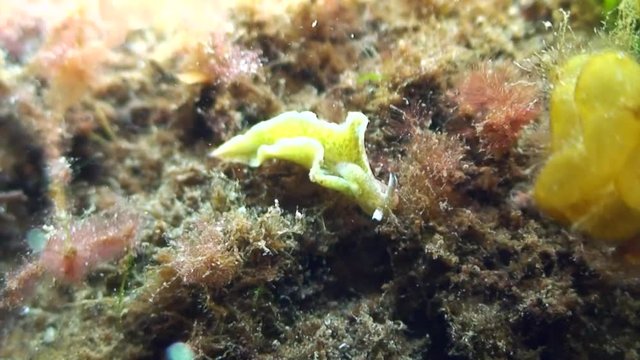 scuba diving course underwater naturalist Zeeland scharendijke pipe fish sea anemone crab shrimp