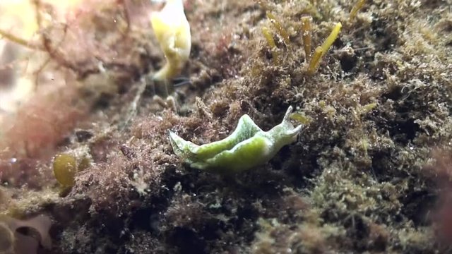 scuba diving course underwater naturalist Zeeland scharendijke pipe fish sea anemone crab shrimp