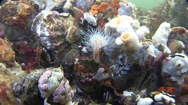 scuba diving course underwater naturalist Zeeland scharendijke pipe fish sea anemone crab shrimp