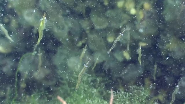 scuba diving course underwater naturalist Zeeland scharendijke pipe fish sea anemone crab shrimp