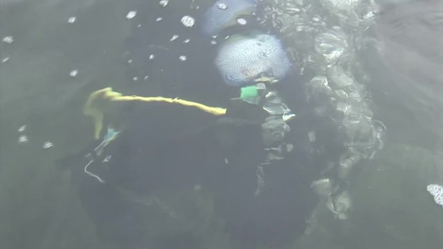 scuba diving course underwater naturalist Zeeland scharendijke pipe fish sea anemone crab shrimp