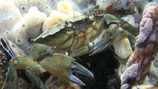 scuba diving course underwater naturalist Zeeland scharendijke pipe fish sea anemone crab shrimp