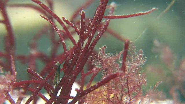 scuba diving course underwater naturalist Zeeland scharendijke pipe fish sea anemone crab shrimp