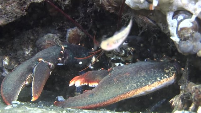 scuba diving course underwater naturalist Zeeland scharendijke pipe fish sea anemone crab shrimp
