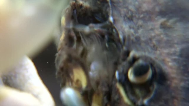 scuba diving course underwater naturalist Zeeland scharendijke pipe fish sea anemone crab shrimp
