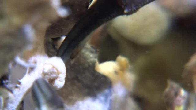 scuba diving course underwater naturalist Zeeland scharendijke pipe fish sea anemone crab shrimp