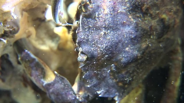 scuba diving course underwater naturalist Zeeland scharendijke pipe fish sea anemone crab shrimp