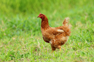 Image of red hen in green grass field.