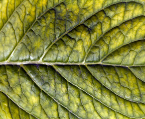 Green leaf surface.