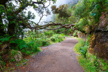 laurel forest and Irrigation canal. Lewada das 25 fontes and Lewada do Risco , Madeira Island, Portugal