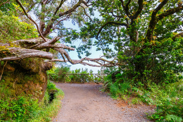 laurel forest and Irrigation canal. Lewada das 25 fontes and Lewada do Risco , Madeira Island, Portugal