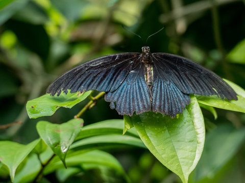 Black butterfly (Great Mormon, Papilio memnon