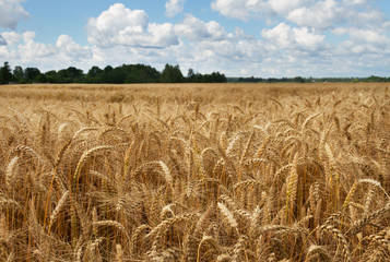 Ripe wheat.