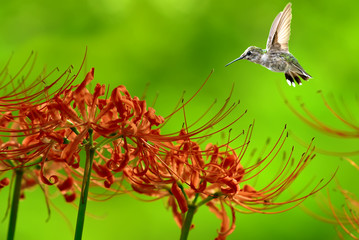 Hummingbird flying over Green Background