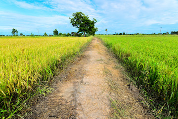 Rice Cornfield with the nice sky, Phichit, Thailand