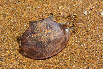 Jellyfish  on the sand  at  Chao lao beach  Chanthaburi Thailand.