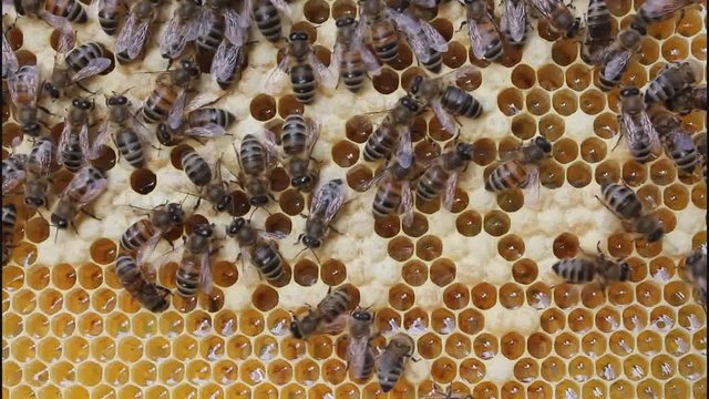 Bees take care of the larvae – their new generation