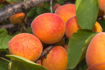 Ripe aprIcots on a tree branch. Close up.