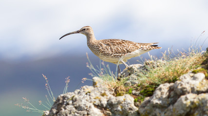 Whimbrel - Iceland