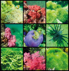 The collage of coral and fish in the Andaman Sea in Thailand