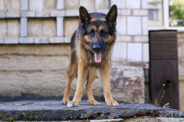 Dog german shepherd is on the steps in a summer day