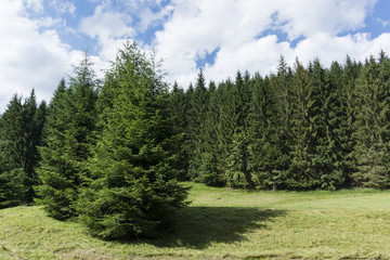 Fototapeta na wymiar Spruce on the meadow before the forest with blue sky and clouds.