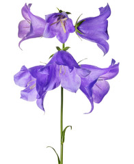 six large violet bellflowers isolated on white