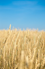 Wheat against the blue sky.