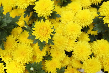 Beautiful yellow daisy flowers in spring, The 23/9 park, Ho Chi Minh city, Vietnam