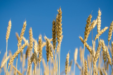 Fototapeta premium Wheat against the blue sky.