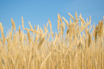 Wheat against the blue sky.