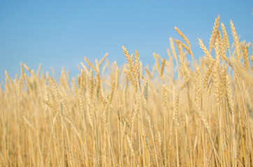 Wheat against the blue sky.
