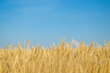 Wheat against the blue sky.