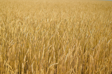  Ripe wheat close-up.