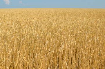 Field of wheat.