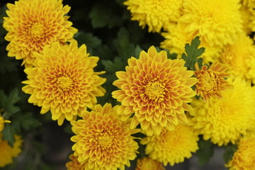 Beautiful yellow daisy flowers in spring, The 23/9 park, Ho Chi Minh city, Vietnam