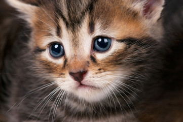 Small siberian kitten