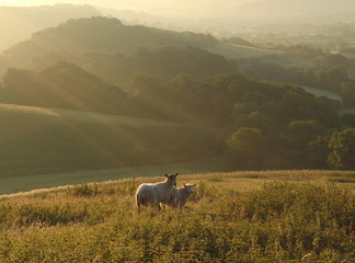 Early morning over Marshwood Vale seen from Colmer's Hill in Devon, England © Savo Ilic