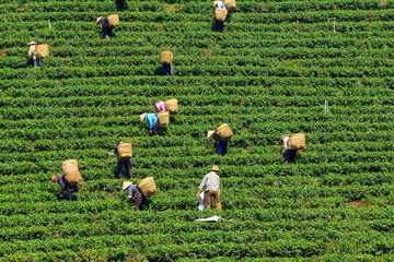 People with conical hat and bamboo basket are harvesting tea leaf in Bao Loc, Lam Dong, Vietnam