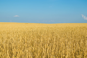 Field of wheat.