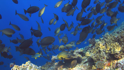 Fototapeta premium A school of Unicornfish swimming on a coral reef.