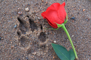 Red Rose beside a dog paw print in the beach sand.
