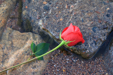 Red rose laying on wet rocks on a lake shore.