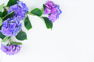 blue and violet hortensia flowers