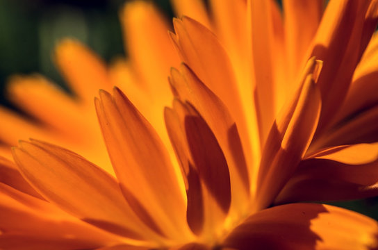 Solar petals of calendula
