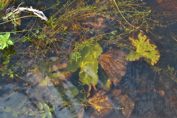 underwater plants