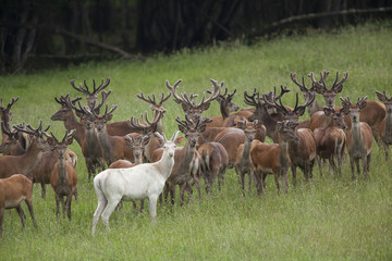 cerf cervidé chasse gibier harde troupeau bois velour champ 